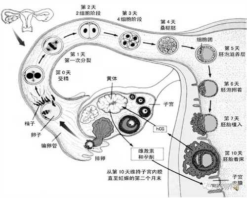 广州合法代孕,广州供卵代孕母亲,广州第三代试管代孕找